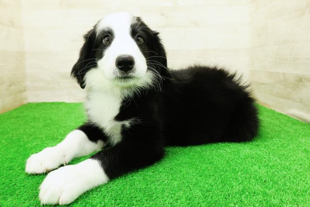 埼玉県のハーフ犬・ミックス犬 (Coo&RIKU川越店/2026年3月20日生まれ/男の子/ブラックホワイト)の子犬の2枚目の画像