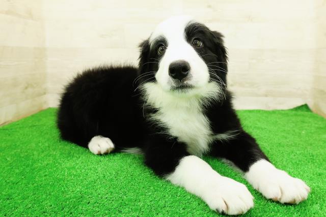 埼玉県のハーフ犬・ミックス犬 (Coo&RIKU川越店/2026年3月20日生まれ/男の子/ブラックホワイト)の子犬の3枚目の画像