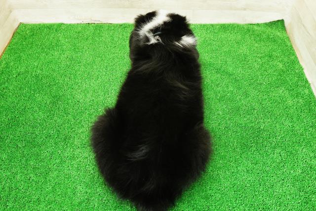 埼玉県のハーフ犬・ミックス犬 (Coo&RIKU川越店/2026年3月20日生まれ/男の子/ブラックホワイト)の子犬の4枚目の画像