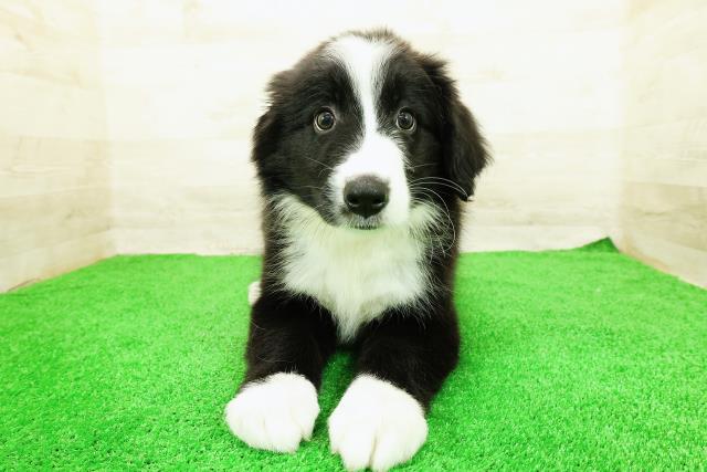 東京都のハーフ犬・ミックス犬 (Coo&RIKU足立本店/2026年3月20日生まれ/男の子/ブラックホワイト)の子犬の1枚目の画像