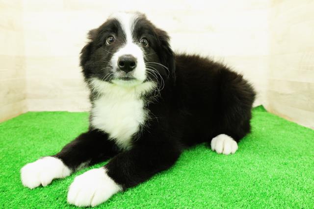 東京都のハーフ犬・ミックス犬 (Coo&RIKU足立本店/2026年3月20日生まれ/男の子/ブラックホワイト)の子犬の2枚目の画像