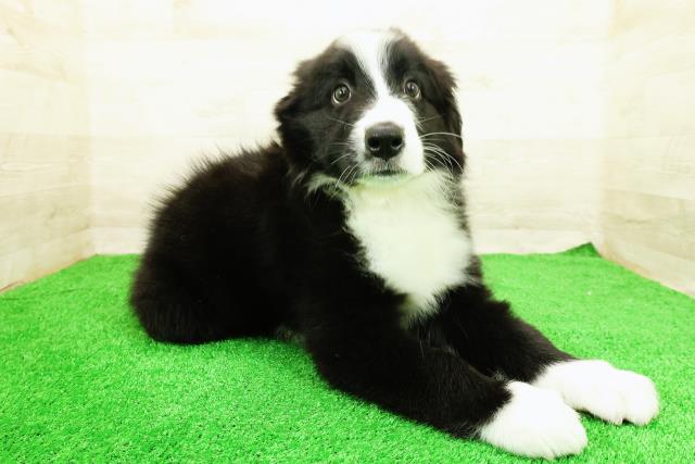 東京都のハーフ犬・ミックス犬 (Coo&RIKU足立本店/2026年3月20日生まれ/男の子/ブラックホワイト)の子犬の3枚目の画像