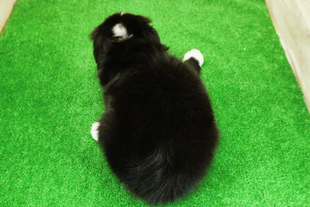 東京都のハーフ犬・ミックス犬 (Coo&RIKU足立本店/2026年3月20日生まれ/男の子/ブラックホワイト)の子犬の4枚目の画像