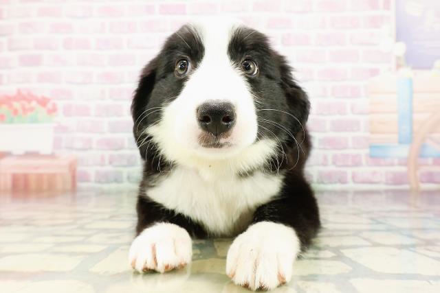 埼玉県のハーフ犬・ミックス犬 (Coo&RIKU春日部店/2026年3月20日生まれ/女の子/ブラックホワイト)の子犬の1枚目の画像