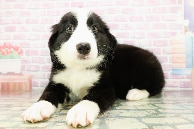 埼玉県のハーフ犬・ミックス犬 (Coo&RIKU春日部店/2026年3月20日生まれ/女の子/ブラックホワイト)の子犬の2枚目の画像