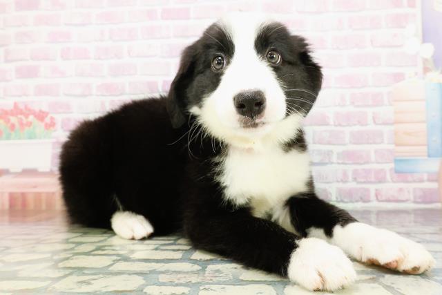 埼玉県のハーフ犬・ミックス犬 (Coo&RIKU春日部店/2026年3月20日生まれ/女の子/ブラックホワイト)の子犬の3枚目の画像