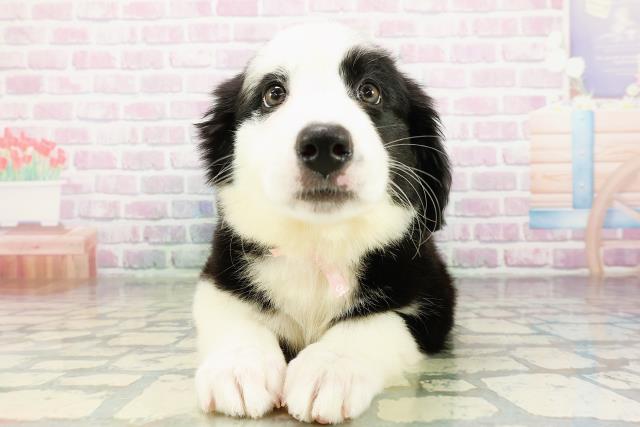 千葉県のハーフ犬・ミックス犬 (Coo&RIKU南柏店/2026年3月20日生まれ/女の子/ブラックホワイト)の子犬の1枚目の画像