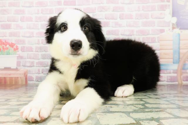 千葉県のハーフ犬・ミックス犬 (Coo&RIKU南柏店/2026年3月20日生まれ/女の子/ブラックホワイト)の子犬の2枚目の画像