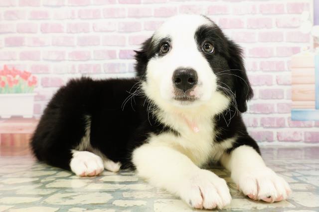 千葉県のハーフ犬・ミックス犬 (Coo&RIKU南柏店/2026年3月20日生まれ/女の子/ブラックホワイト)の子犬の3枚目の画像