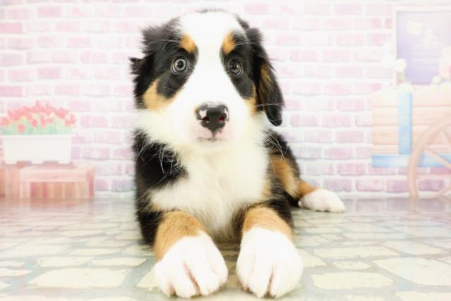 栃木県のハーフ犬・ミックス犬 (Coo&RIKU足利店/2026年3月20日生まれ/女の子/ブラックラストホワイト)の子犬の1枚目の画像
