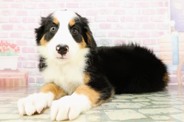 栃木県のハーフ犬・ミックス犬 (Coo&RIKU足利店/2026年3月20日生まれ/女の子/ブラックラストホワイト)の子犬の2枚目の画像
