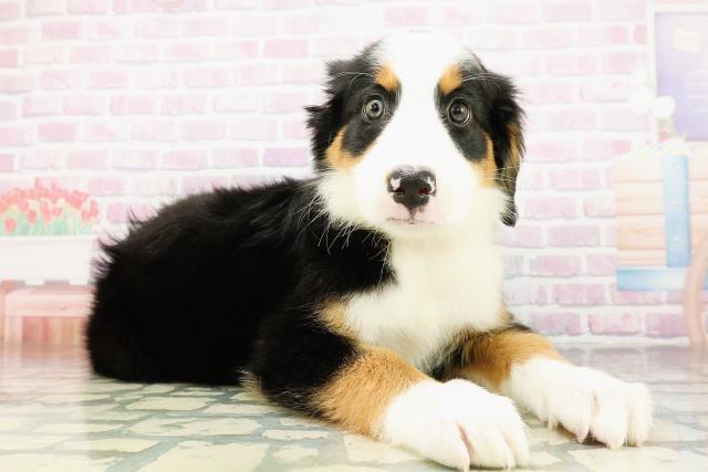 栃木県のハーフ犬・ミックス犬 (Coo&RIKU足利店/2026年3月20日生まれ/女の子/ブラックラストホワイト)の子犬の3枚目の画像