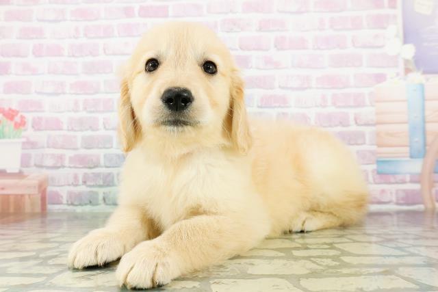 神奈川県のゴールデンレトリバー (Coo&RIKU横浜青葉店/2026年3月22日生まれ/女の子/ゴールド)の子犬の2枚目の画像