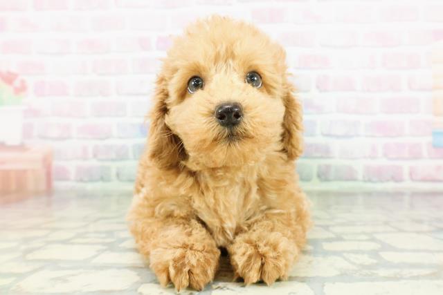 福井県のトイプードル(トイ) (Coo&RIKU福井店/2026年3月22日生まれ/男の子/アプリコット)の子犬の1枚目の画像