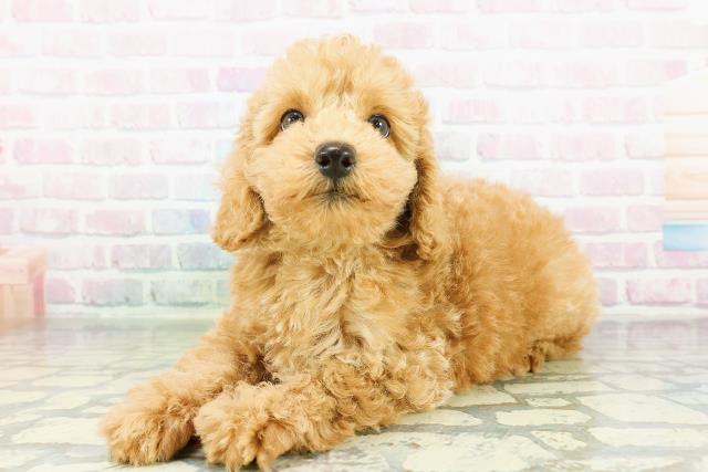 福井県のトイプードル(トイ) (Coo&RIKU福井店/2026年3月22日生まれ/男の子/アプリコット)の子犬の2枚目の画像