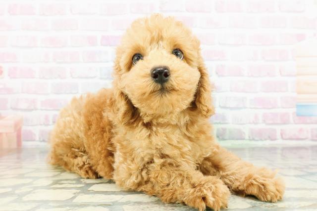 福井県のトイプードル(トイ) (Coo&RIKU福井店/2026年3月22日生まれ/男の子/アプリコット)の子犬の3枚目の画像