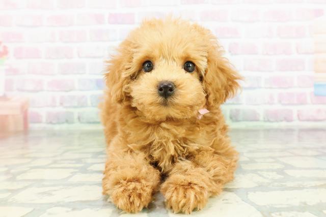 石川県のトイプードル(トイ) (Coo&RIKU金沢店/2026年3月22日生まれ/女の子/アプリコット)の子犬の1枚目の画像