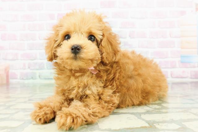 石川県のトイプードル(トイ) (Coo&RIKU金沢店/2026年3月22日生まれ/女の子/アプリコット)の子犬の2枚目の画像
