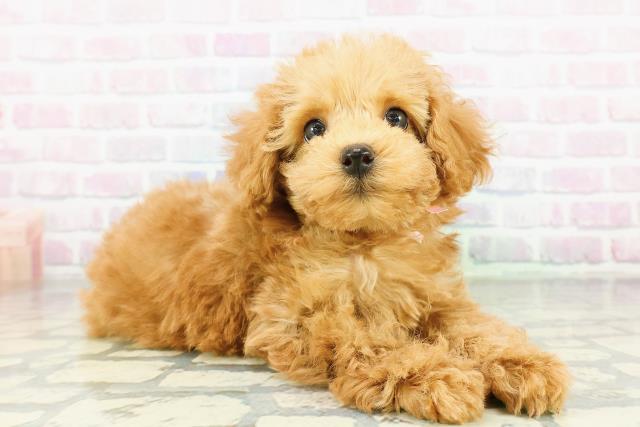 石川県のトイプードル(トイ) (Coo&RIKU金沢店/2026年3月22日生まれ/女の子/アプリコット)の子犬の3枚目の画像