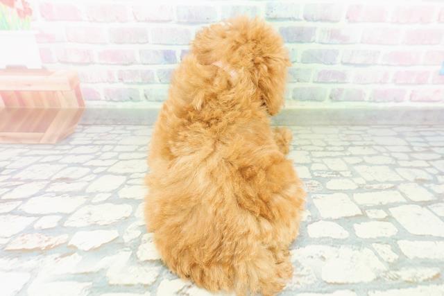 石川県のトイプードル(トイ) (Coo&RIKU金沢店/2026年3月22日生まれ/女の子/アプリコット)の子犬の4枚目の画像