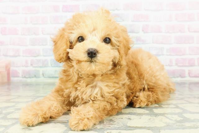 神奈川県のトイプードル(トイ) (Coo&RIKU長津田店/2026年3月22日生まれ/女の子/アプリコット)の子犬の2枚目の画像