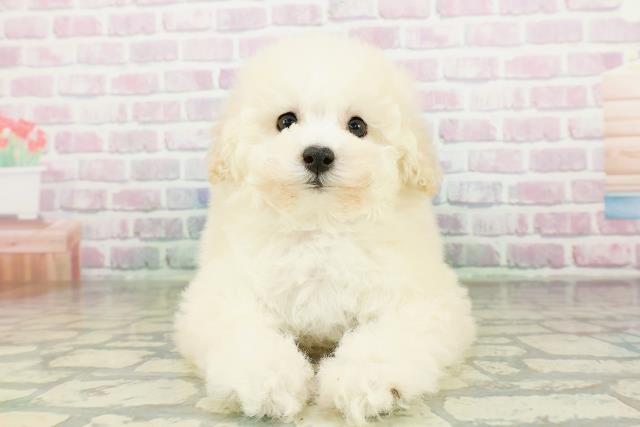 長野県のトイプードル(トイ) (Coo&RIKU綿半権堂店/2026年3月17日生まれ/女の子/クリーム)の子犬の1枚目の画像