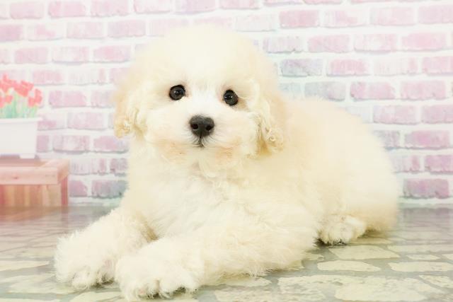 長野県のトイプードル(トイ) (Coo&RIKU綿半権堂店/2026年3月17日生まれ/女の子/クリーム)の子犬の2枚目の画像