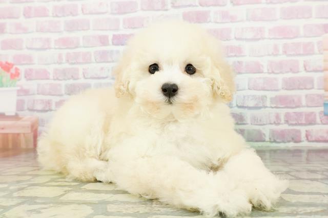 長野県のトイプードル(トイ) (Coo&RIKU綿半権堂店/2026年3月17日生まれ/女の子/クリーム)の子犬の3枚目の画像