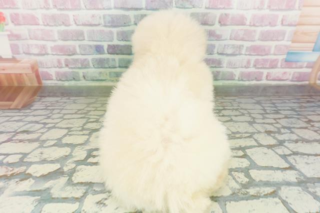 長野県のトイプードル(トイ) (Coo&RIKU綿半権堂店/2026年3月17日生まれ/女の子/クリーム)の子犬の4枚目の画像