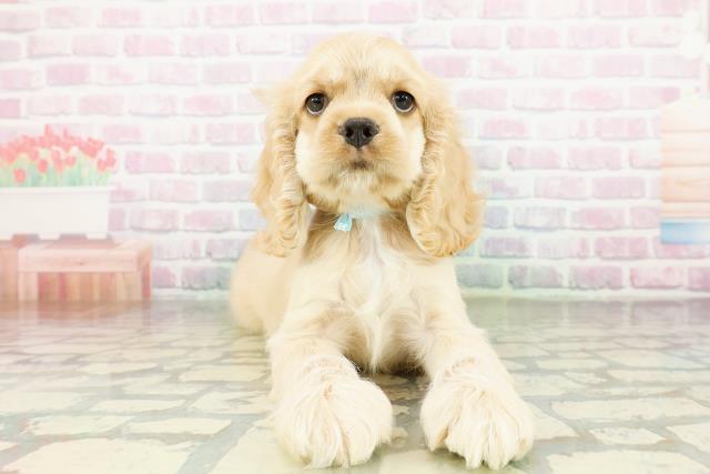 北海道のアメリカンコッカースパニエル (Coo&RIKU札幌西店/2026年3月18日生まれ/男の子/バフ)の子犬の1枚目の画像