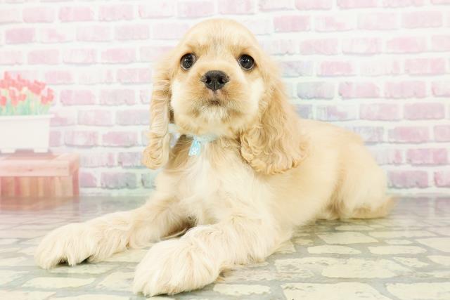 北海道のアメリカンコッカースパニエル (Coo&RIKU札幌西店/2026年3月18日生まれ/男の子/バフ)の子犬の2枚目の画像