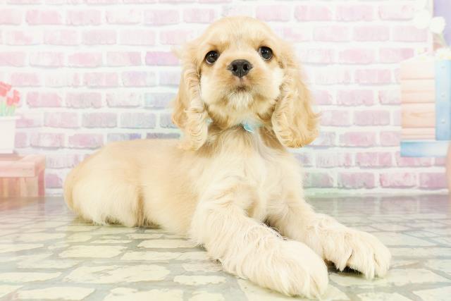 北海道のアメリカンコッカースパニエル (Coo&RIKU札幌西店/2026年3月18日生まれ/男の子/バフ)の子犬の3枚目の画像