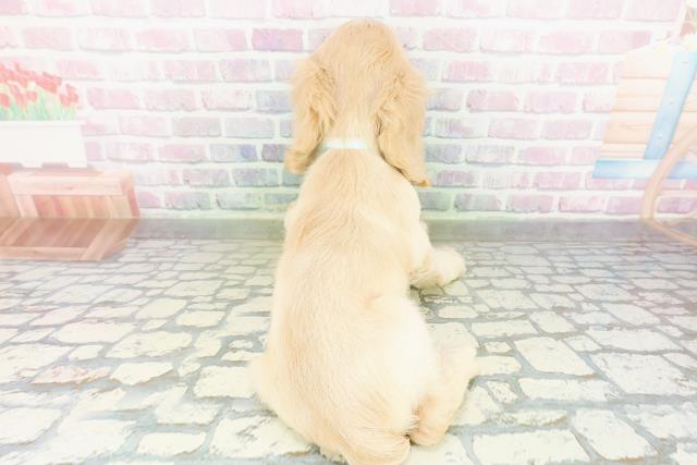 北海道のアメリカンコッカースパニエル (Coo&RIKU札幌西店/2026年3月18日生まれ/男の子/バフ)の子犬の4枚目の画像