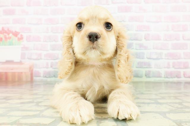 栃木県のアメリカンコッカースパニエル (Coo&RIKU足利店/2026年3月18日生まれ/女の子/バフ)の子犬の1枚目の画像