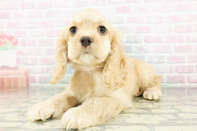 足利市(栃木県)のアメリカンコッカースパニエルの子犬を価格や特徴で