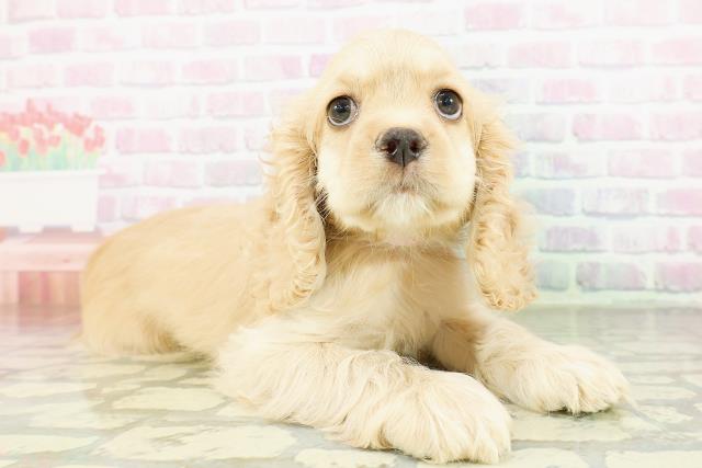 栃木県のアメリカンコッカースパニエル (Coo&RIKU足利店/2026年3月18日生まれ/女の子/バフ)の子犬の3枚目の画像
