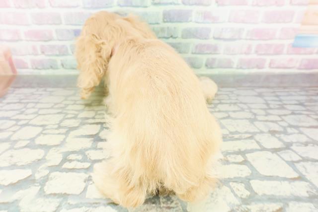 栃木県のアメリカンコッカースパニエル (Coo&RIKU足利店/2026年3月18日生まれ/女の子/バフ)の子犬の4枚目の画像