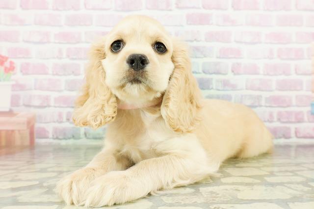 栃木県のアメリカンコッカースパニエル (Coo&RIKU小山店/2026年3月18日生まれ/女の子/バフ)の子犬の2枚目の画像