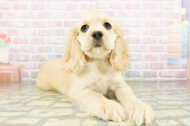栃木県のアメリカンコッカースパニエル (Coo&RIKU小山店/2026年3月18日生まれ/女の子/バフ)の子犬の3枚目の画像