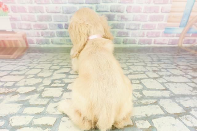 栃木県のアメリカンコッカースパニエル (Coo&RIKU小山店/2026年3月18日生まれ/女の子/バフ)の子犬の4枚目の画像