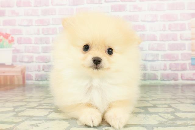東京都のポメラニアン (Coo&RIKU江戸川店/2026年3月21日生まれ/男の子/オレンジ)の子犬の1枚目の画像