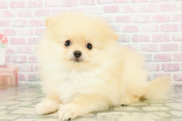 東京都のポメラニアン (Coo&RIKU江戸川店/2026年3月21日生まれ/男の子/オレンジ)の子犬の2枚目の画像