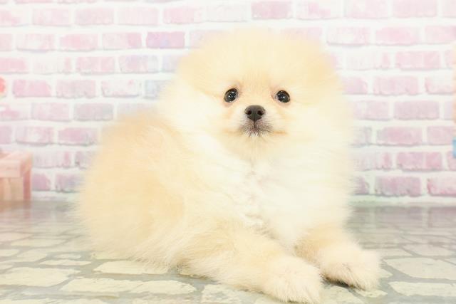東京都のポメラニアン (Coo&RIKU江戸川店/2026年3月21日生まれ/男の子/オレンジ)の子犬の3枚目の画像