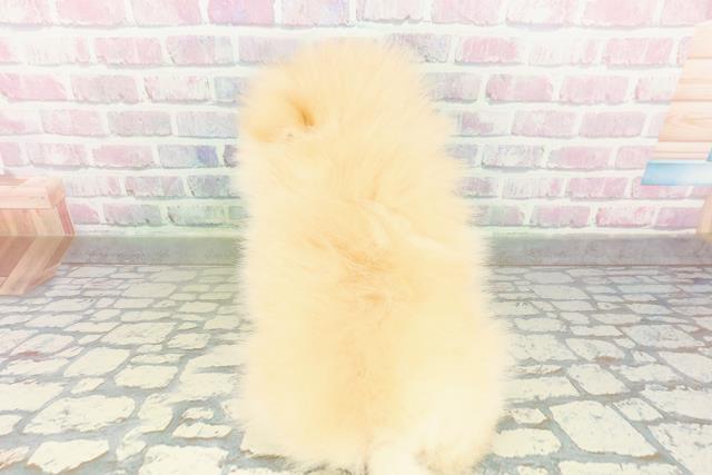 東京都のポメラニアン (Coo&RIKU江戸川店/2026年3月21日生まれ/男の子/オレンジ)の子犬の4枚目の画像
