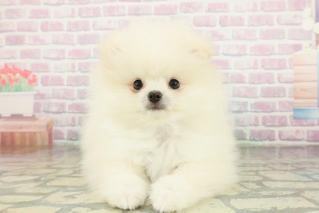 栃木県のポメラニアン (Coo&RIKU宇都宮店/2026年3月22日生まれ/男の子/クリーム)の子犬の1枚目の画像