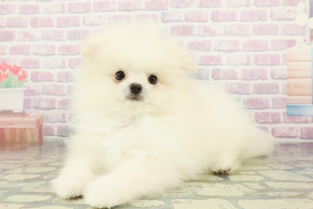 栃木県のポメラニアン (Coo&RIKU宇都宮店/2026年3月22日生まれ/男の子/クリーム)の子犬の2枚目の画像