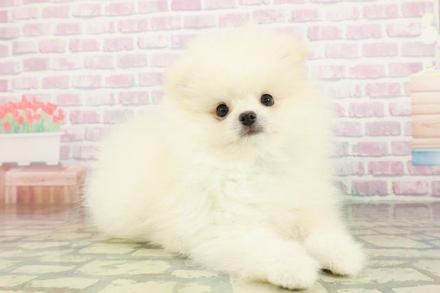 栃木県のポメラニアン (Coo&RIKU宇都宮店/2026年3月22日生まれ/男の子/クリーム)の子犬の3枚目の画像