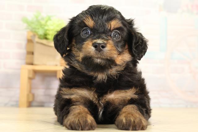 愛知県のハーフ犬・ミックス犬 (Coo&RIKU名古屋中川店/2026年3月21日生まれ/男の子/ブラックタン)の子犬の1枚目の画像