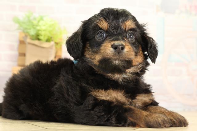 愛知県のハーフ犬・ミックス犬 (Coo&RIKU名古屋中川店/2026年3月21日生まれ/男の子/ブラックタン)の子犬の2枚目の画像