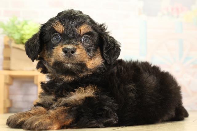 愛知県のハーフ犬・ミックス犬 (Coo&RIKU名古屋中川店/2026年3月21日生まれ/男の子/ブラックタン)の子犬の3枚目の画像